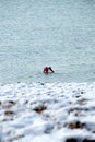 Swimmer in sea in winter