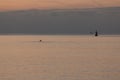 A swimmer taking an early morning dip in the sea at Brighton Royalty Free Stock Photo