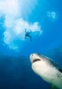 Swimmer and tiger shark. Royalty Free Stock Photo