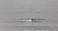 Swimmer during winter at mediterranean sea