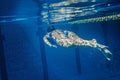 Swimmer woman underwater during her workout in the pool Royalty Free Stock Photo