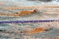 Swimmers swimming front crawl Royalty Free Stock Photo