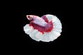 Swimming Action of Betta Half moon red and white betta isolated on black background with clipping path Royalty Free Stock Photo