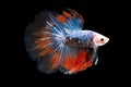 Colorful Betta, pla-kad biting fish Thai; Half moon blue and red betta isolated on black background Royalty Free Stock Photo