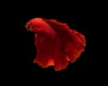 Half moon red betta isolated on black background with clipping path