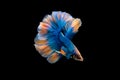 Swimming Action of Betta, Siamese fighting fish