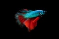 Half moon blue and red betta isolated on black background