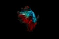 Swimming Action of Half moon blue and red betta isolated on black background Royalty Free Stock Photo