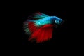 Half moon blue and red betta isolated on black background Royalty Free Stock Photo