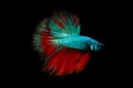 Half moon blue and red betta isolated on black background