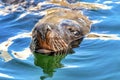 Adult brown fur seal Royalty Free Stock Photo