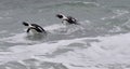 Swimming African penguins (spheniscus demersus) Royalty Free Stock Photo