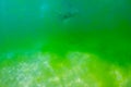 Swimming in an algae bloom Royalty Free Stock Photo