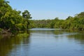 Swimming alligator