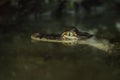 A Swimming Alligator