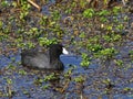 Swimming American Coot Royalty Free Stock Photo