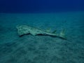 Swimming angelshark over sand