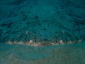 Swimming angelshark over sand