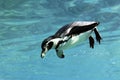 Swimming auk