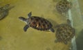 Swimming real baby sea turtles dude Royalty Free Stock Photo