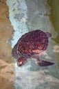 Swimming baby seaturtle Royalty Free Stock Photo