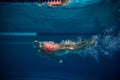 Swimming on back. Professional female swimmer training in swimming pool indoor. Cap and goggles. Underwater view Royalty Free Stock Photo