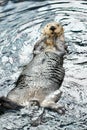 Swimming beaver Royalty Free Stock Photo