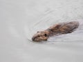 Swimming beaver Royalty Free Stock Photo