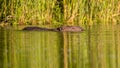 Swimming beaver in water with reflections Royalty Free Stock Photo