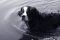 Swimming bernese mountain dog