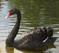 Plávajúca čierna labuť
