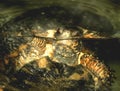 Swimming box turtle Royalty Free Stock Photo