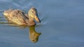Swimming brown duck reflected on Oquirrh Lake Royalty Free Stock Photo