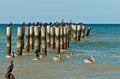 swimming brown pelicans and resting double-crested cormorants on wood pilings