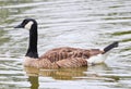 Swimming Canadian Geese in a lake Royalty Free Stock Photo