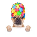 Swimming cap dog Royalty Free Stock Photo