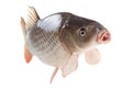 Swimming carp fish isolated on white background Royalty Free Stock Photo