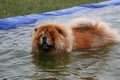 Swimming chow chow dog