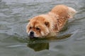 Swimming chow chow dog