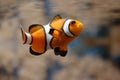 Swimming Clownfish II