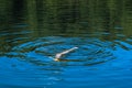 Swimming in the Cold Lake Royalty Free Stock Photo