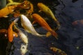 The swimming colorful school of koi carps in the tranquil pond water. Beautiful japanese pool fishes with various colors Royalty Free Stock Photo