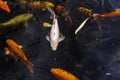 The swimming colorful school of koi carps in the tranquil pond water. Beautiful japanese pool fishes with various colors Royalty Free Stock Photo