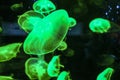 Green Jellyfish Medusa Neon Glow Royalty Free Stock Photo