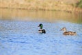 Swimming Common mallard male and female Royalty Free Stock Photo