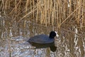 Swimming coot in the reed, making ripples in the water Royalty Free Stock Photo