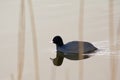 Swimming coot in the reed, reflecting in the water Royalty Free Stock Photo