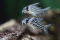 Swimming Corydoras Royalty Free Stock Photo