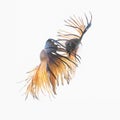 Swimming couple of Siamese fighting fish in love.Concept background for Valentine`s day. Royalty Free Stock Photo