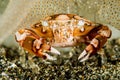 Swimming crab under an anemone Royalty Free Stock Photo